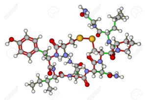 Oxytocinmolecular