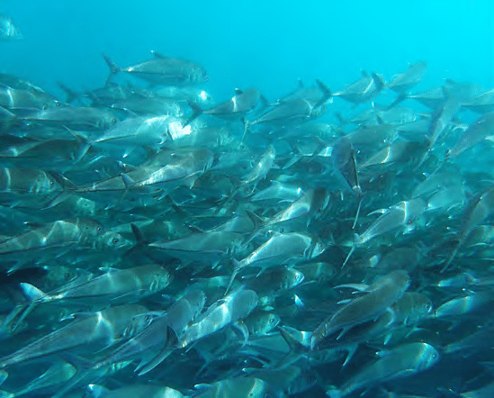 school of fish